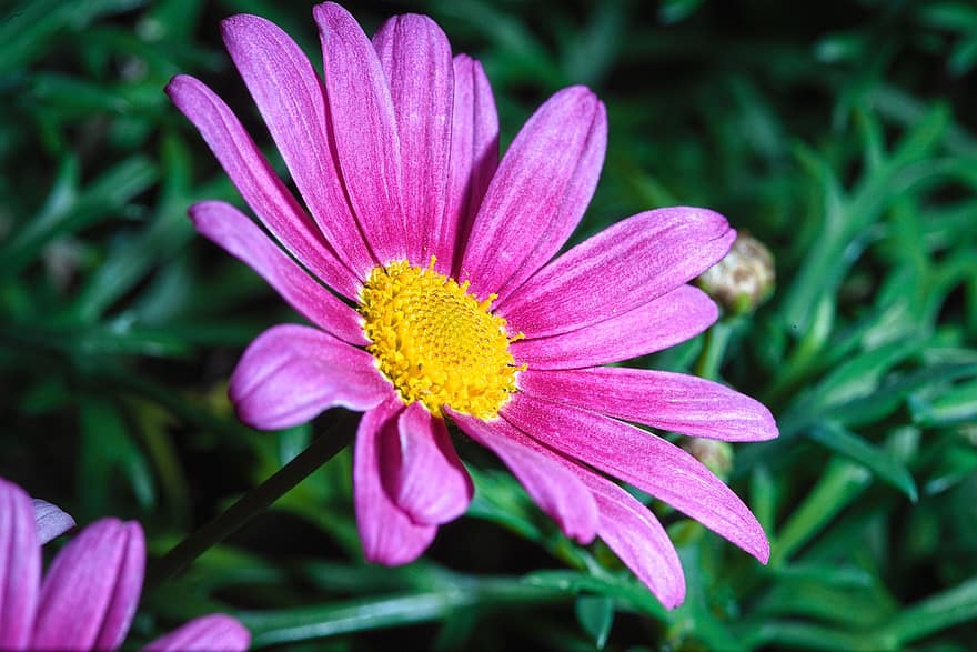 Daisy, Flower, Plant, Marguerite, Purple Flower, Petals, Bloom, Nature, close-up, summer, petal