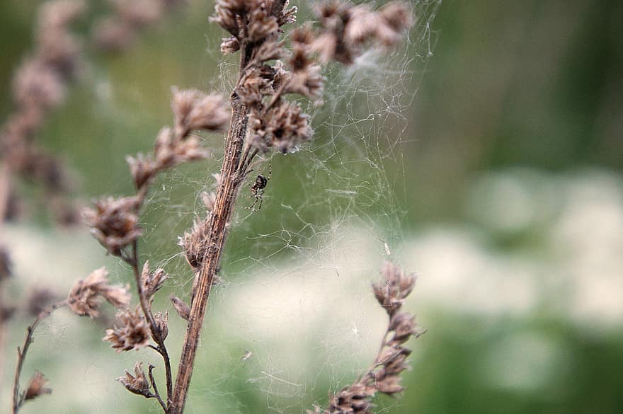 Dried Flowers, Spider Web, Spider, Arachnid, Web, Cobweb, Plant, Forest, Nature
