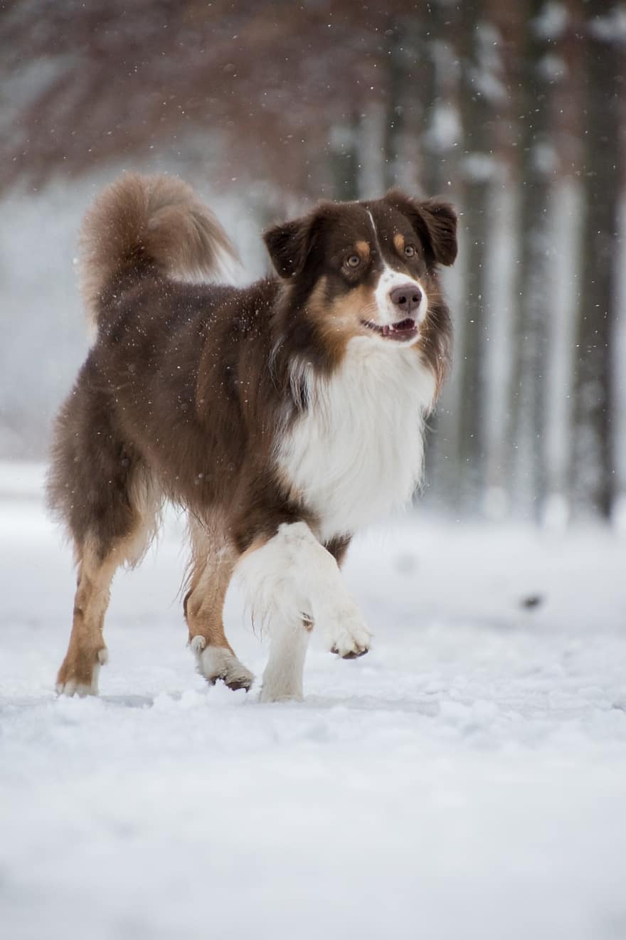 pastor australiano, cão, neve, nevando, animal, cão doméstico, canino, mamífero, fofa, corrida, Toque