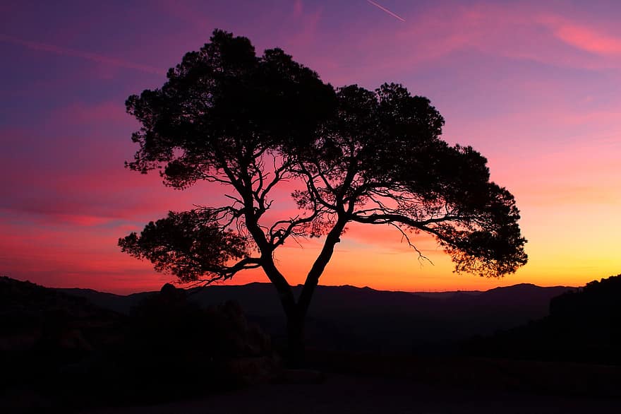 Tree, Sunset, Twilight, Dusk, Sundown, Nature, silhouette, landscape, sunrise, dawn, back lit