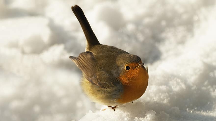 robin, ziemā, putns, spalvas, ave, putni, ornitoloģija, putnu vērošana, dzīvnieku, raksturs, dziesmu putns