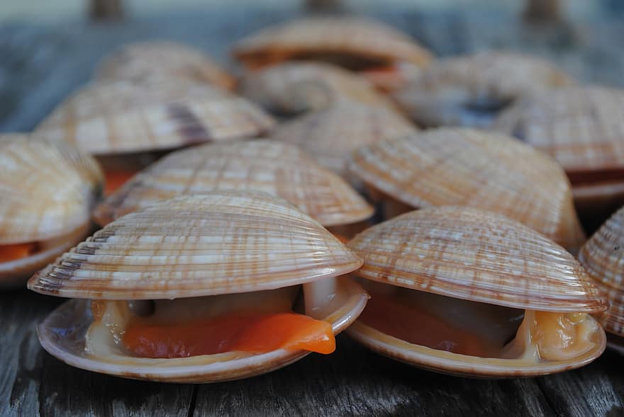 Shellfish, Shell, close-up, seafood, animal shell, food, crustacean, backgrounds, seashell, freshness, mollusk