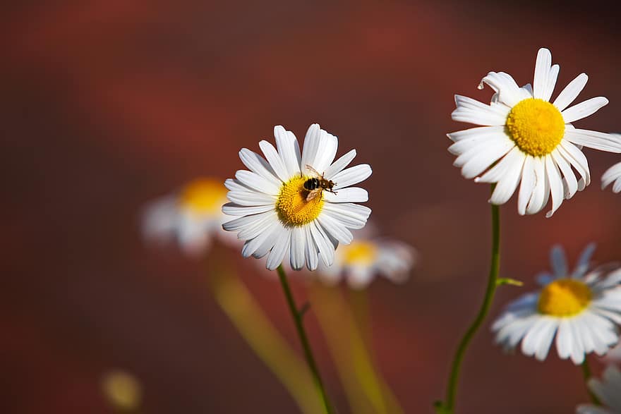 μαργαρίτα, λουλούδια, μέλισσα, φύση, άνθος, καλοκαίρι