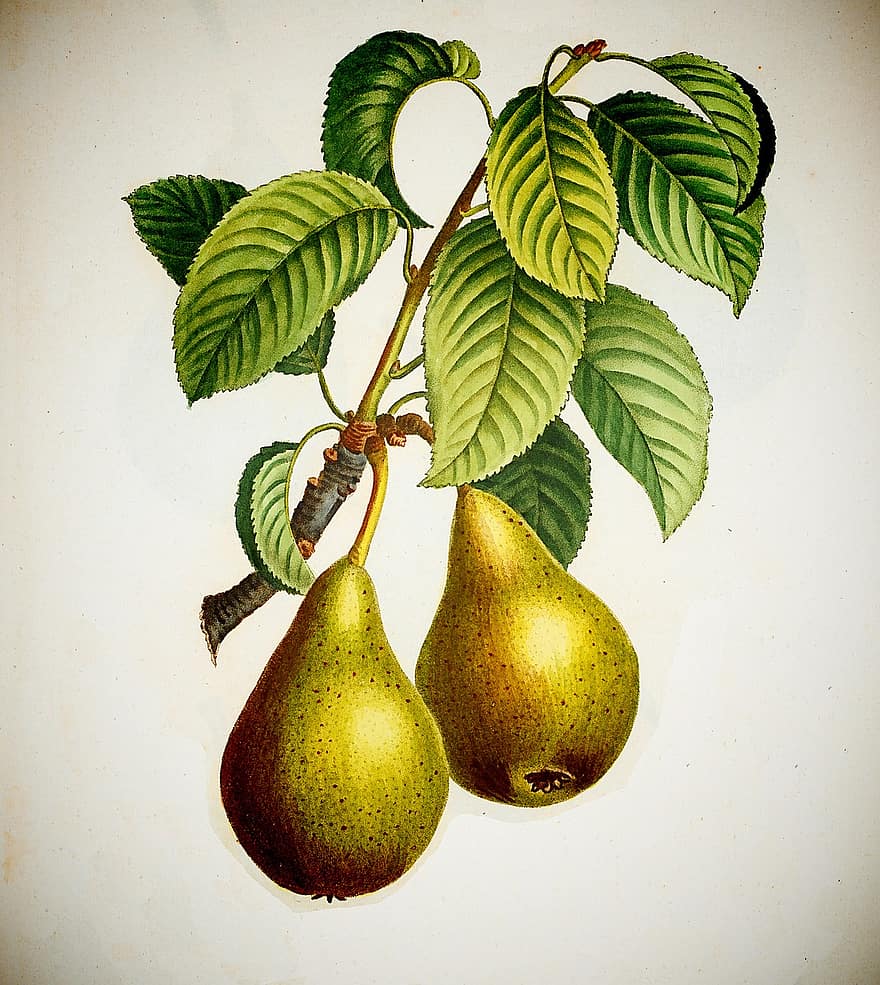 Pears, Vintage, Fruit, Food, Branch, Sweet, Juicy, Healthy, Fresh, Nutrition, Vitamin