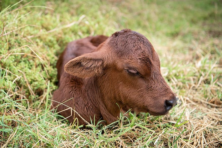 veršelis, karvė, gyvūnas, jaunoji karvė, kūdikio gyvūnas, gyvulius, žinduolių, naujagimiui, galvijų, miega, ūkis