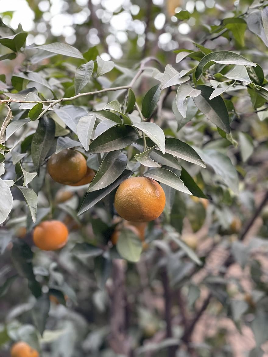 gyümölcs, mandarin, organikus, narancs