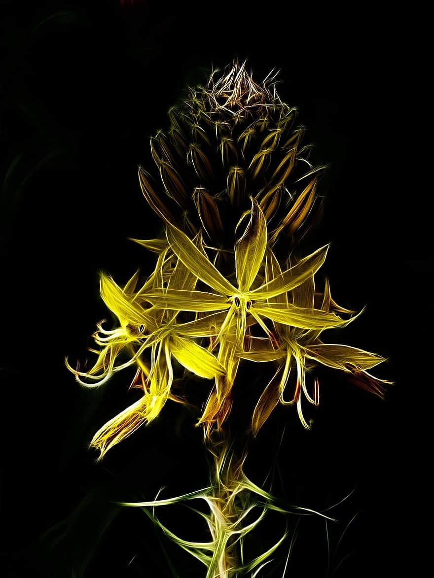 fractalius, Юнкер Лили, жълто цвете, природа, цвете, градинско растение, абстрактен