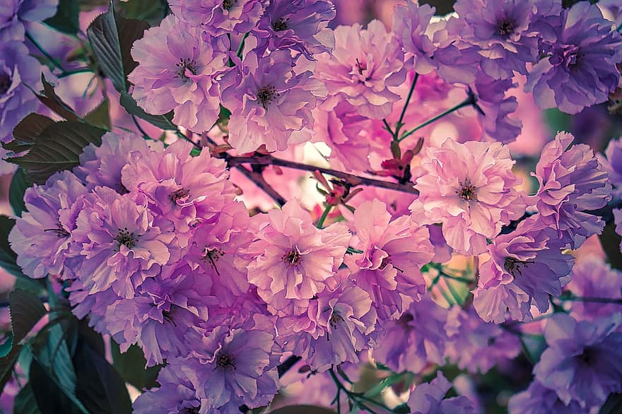 bunga sakura, Jepang, musim semi, berwarna merah muda, pohon, pohon ceri, cabang, bunga-bunga, berkembang, alam, menanam