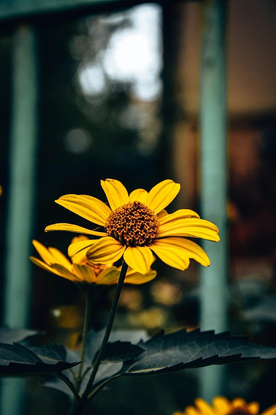 Bunga Kerucut Kuning, bunga kuning, taman
