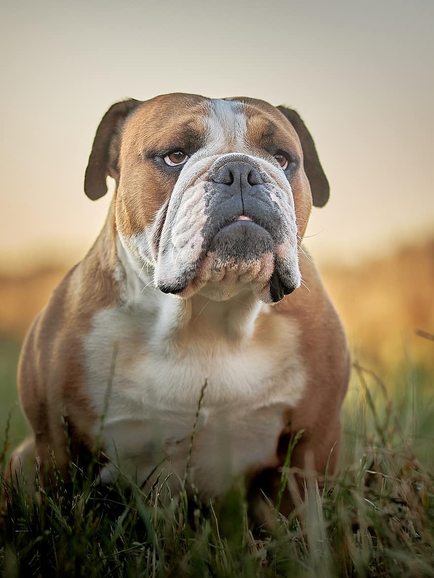 Bulldog Angielski, pies, buldog, zwierzę domowe, psi, zwierzę, zwierzęta domowe, uroczy, szczeniak, pies rasowy, trawa
