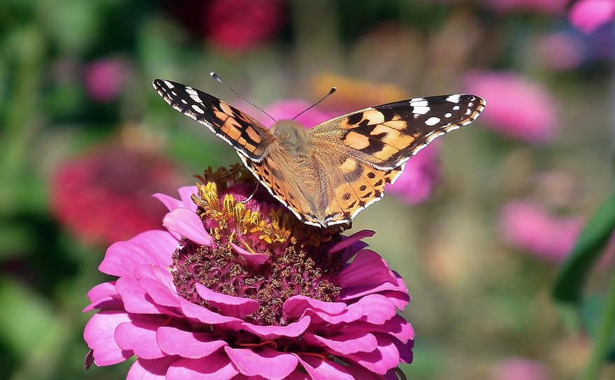 drugelis, gėlė, apdulkina, apdulkinimas, vabzdys, sparnuotas vabzdis, drugelio sparnai, žydi, žiedas, flora, fauna