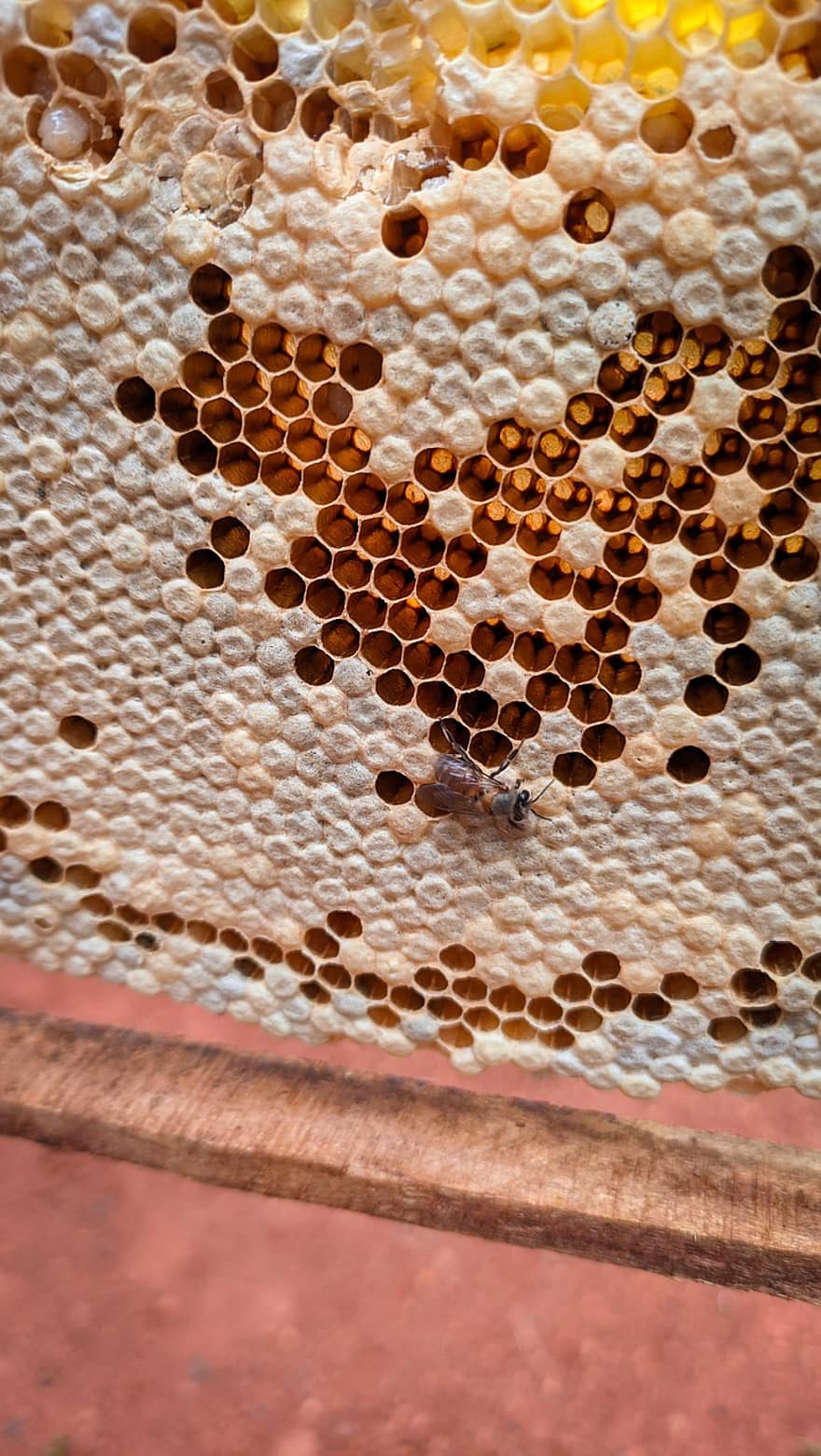 はちみつ、蜂、ハニーフレーム、枠、ミツバチ、ファーム、昆虫、ハニカム、蜂の巣、閉じる、ミツロウ