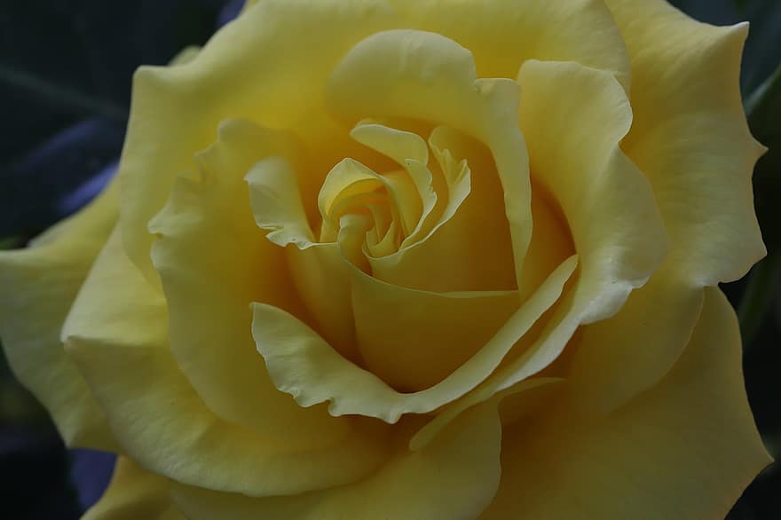 Rosa, flor, primavera, planta, Rosa amarilla, flor amarilla, pétalos, floración, flor de primavera, de cerca, pétalo