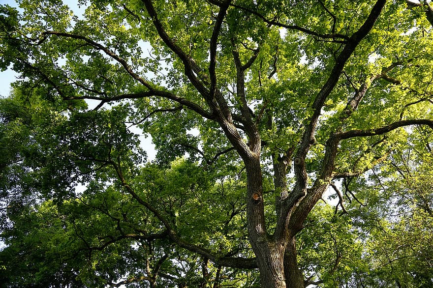 cây, chi nhánh, Thiên nhiên, tán lá, lá, màu xanh lá, ngọn cây, thân cây, gỗ, Lá cây, rừng