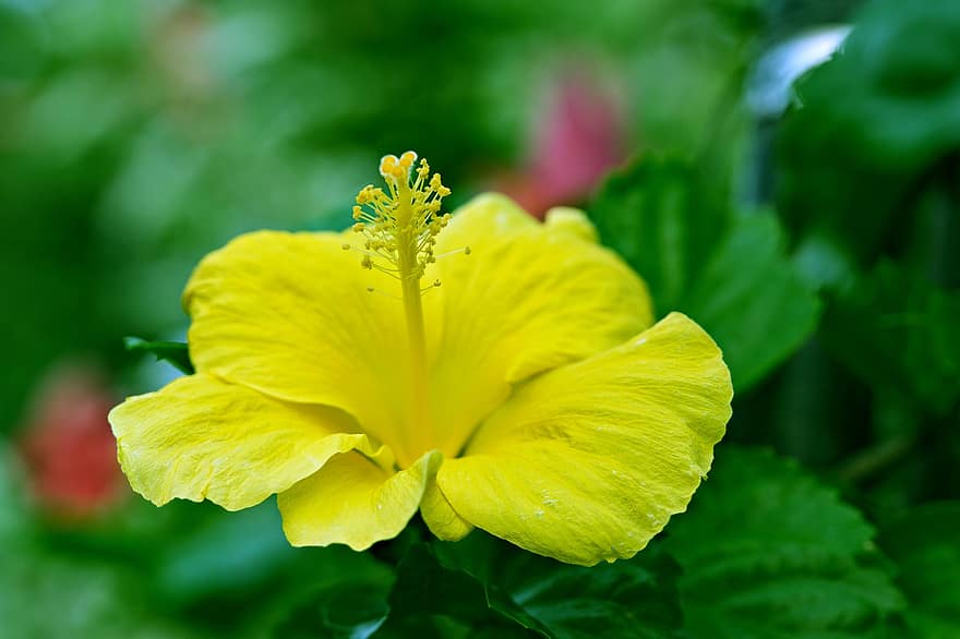 dzeltens hibisks, dzeltens zieds, Hibiscus, zieds, dārzs, flora, tuvplāns, lapas, augu, vasarā, zaļā krāsa