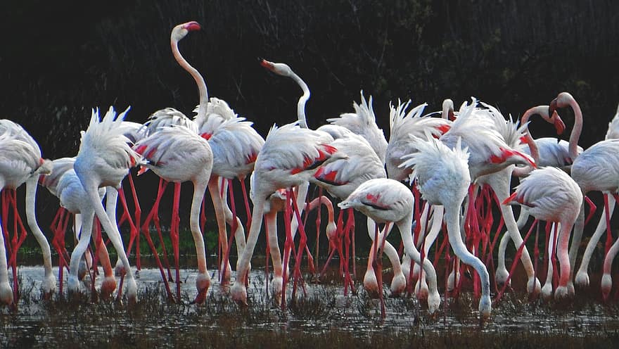 fåglar, flamingo, ornitologi, djur-, arter, fauna