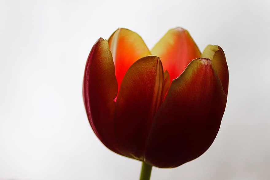 tulipan, kwiat, czerwony kwiat, płatki, czerwone płatki, kwitnąć, wiosenny kwiat, flora, roślina, ścieśniać, zbliżenie