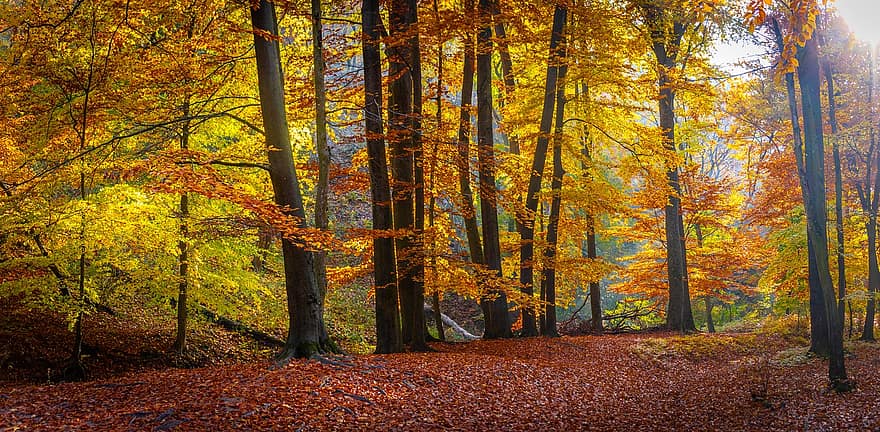 bomen, bladeren, herfst, Bos, boom, blad, geel, seizoen, multi gekleurd, landschap, oktober