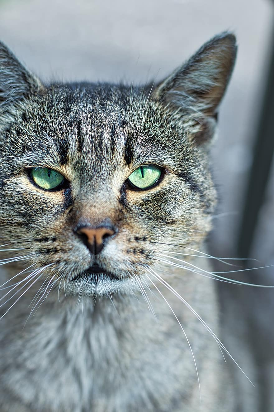 kat, kæledyr, dyr, indenlandske kat, feline, pattedyr, tabby kat, grå tabby kat, nuttet, yndig, whiskers