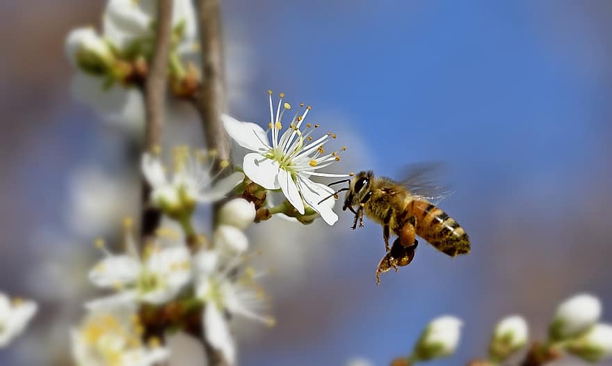 albină, insectă, floare, albina, polenizare, nectar, petale, plantă, flori, grădină, primăvară