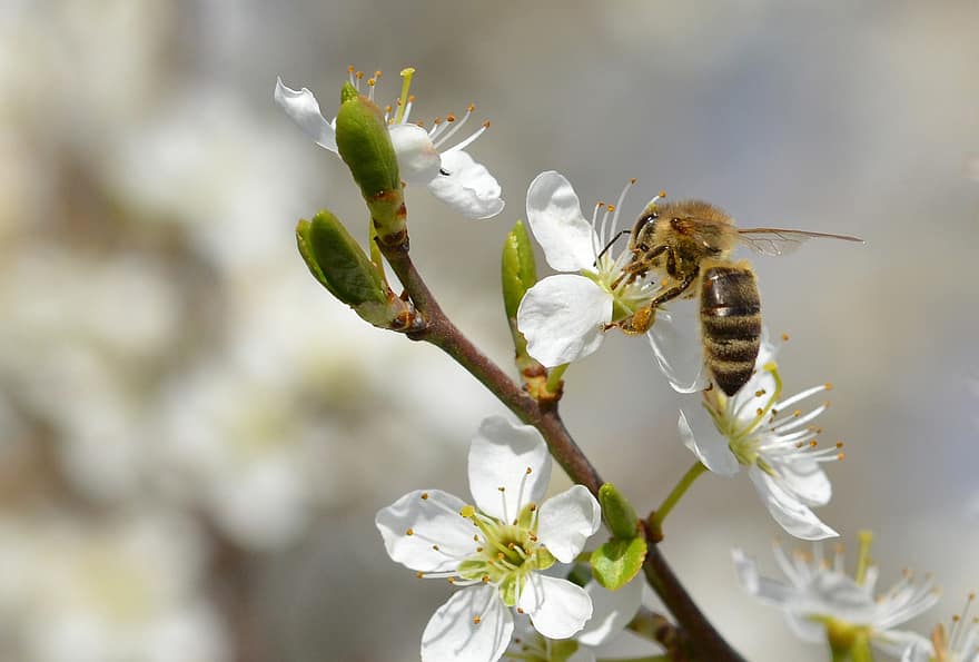 Biene, Honigbiene, Blüten, Garten, Frühling, Nahansicht, Blume, Makro, Pflanze, Insekt, Ast