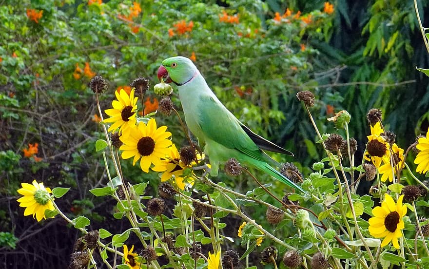 putns, papagailis, zaļa, fauna, ziedi