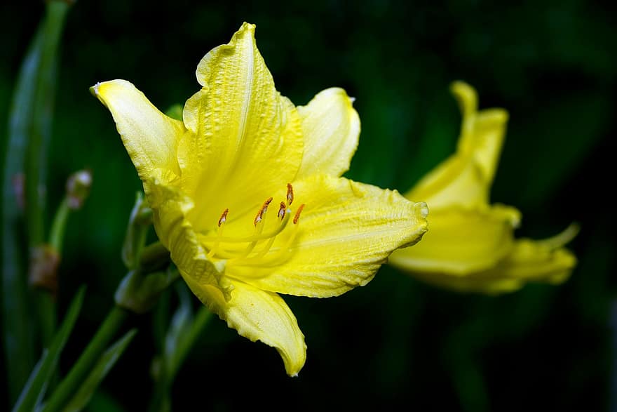 lirio, flor amarilla, lirio amarillo, jardín, flora, naturaleza