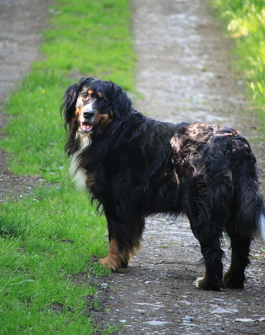 perro, Perro de montaña de Bernese, sonreír, sonriente, perro feliz, peludo, perro peludo, mascota, canino, nacional, retrato