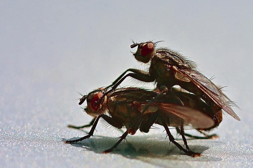 Fly Mating, mái che ô tô, ruồi, Thiên nhiên, côn trùng, vĩ mô