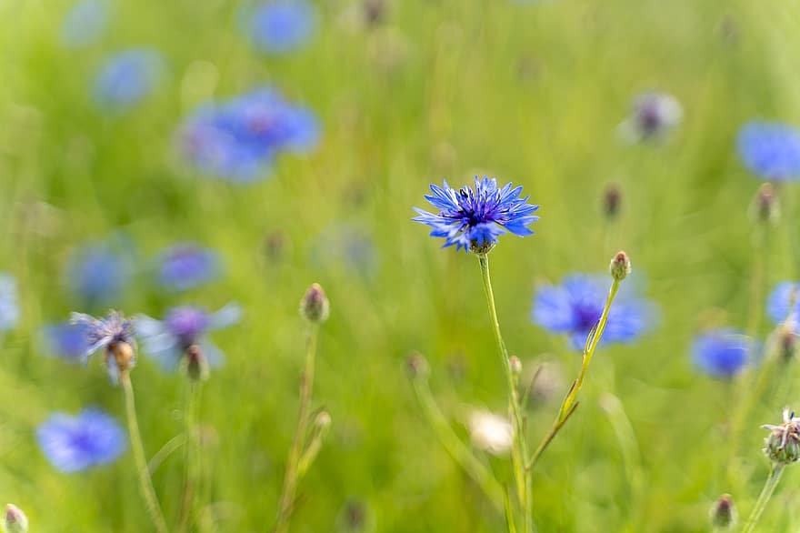 bleuet, Prairie, bleu, été, fleur, plante, fermer, couleur verte, herbe, printemps, fleur sauvage
