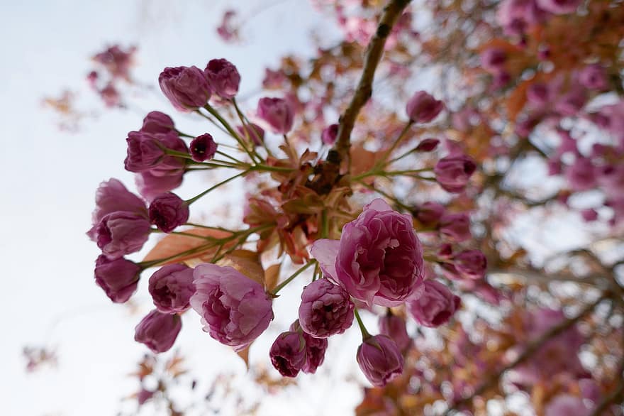 třešňové květy, sakura, růžové květy, poupata, květy, jaro, japonská třešeň, rostlina, květ, detail, list