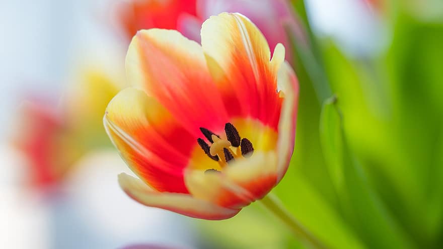 tulipan, wiosenny kwiat, kwiat, wiosna, flora
