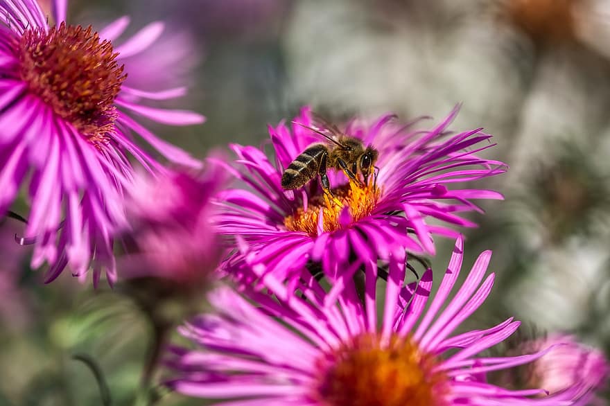 Garden, Flowers, Bee, Insect, Animal, Asters, Bloom, Blossom, Flowering Plant, Ornamental Plant, Plant