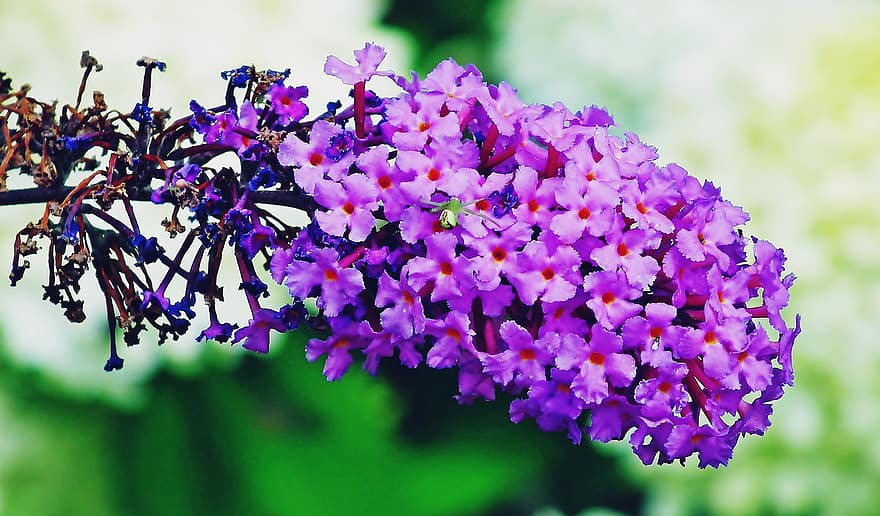 lilla d'estate, fiori, pianta, buddleja, cespuglio di farfalle, fioritura, giardino, natura, avvicinamento, viola, fiore