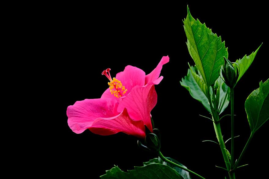 hibisco, hibisco rosa, flor rosa, flora, flor, planta, hoja, de cerca, pétalo, cabeza de flor, verano