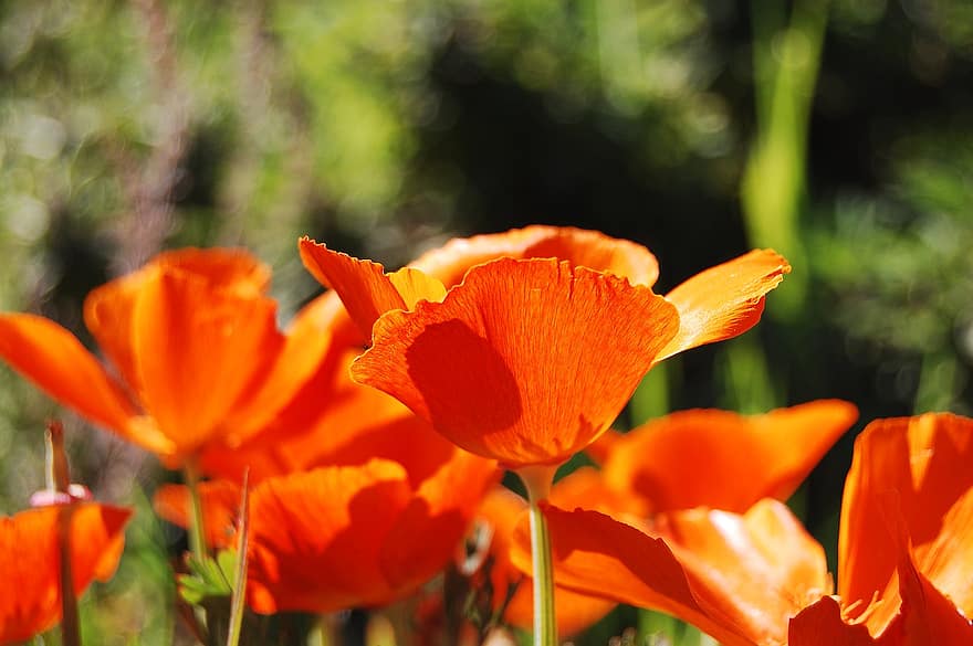 Mohnblumen, Kalifornien-Mohnblumen, Orange, Blumen Orangen, Blumen, Frühling, Aufblühen, Flora, Natur, Feld, Blume