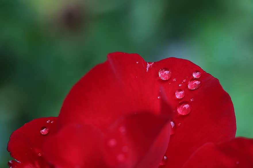 sadepisarat, punaiset terälehdet, punainen ruusu, sateen jälkeen, kukoistava, romanttinen, terälehdet, tuore, kasvi, koriste-, luonto