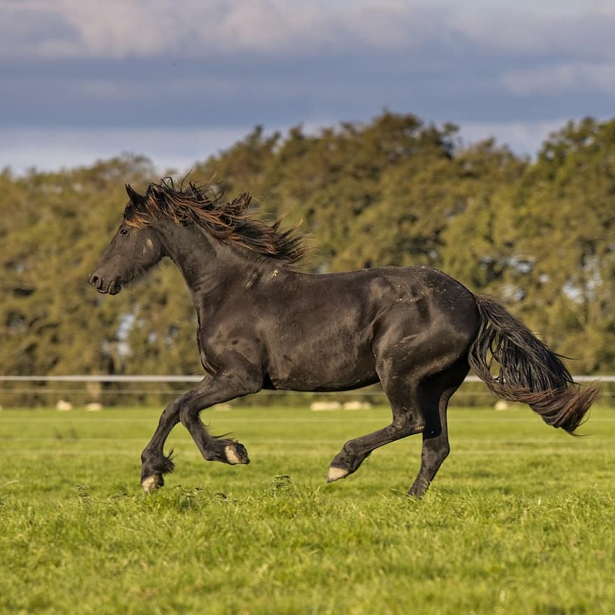 con ngựa, ngựa friesian, phi nước đại, chạy, đang chạy, ngựa đen, bờm, bờm đen, nông trại, trang trại chăn nuôi, paddock