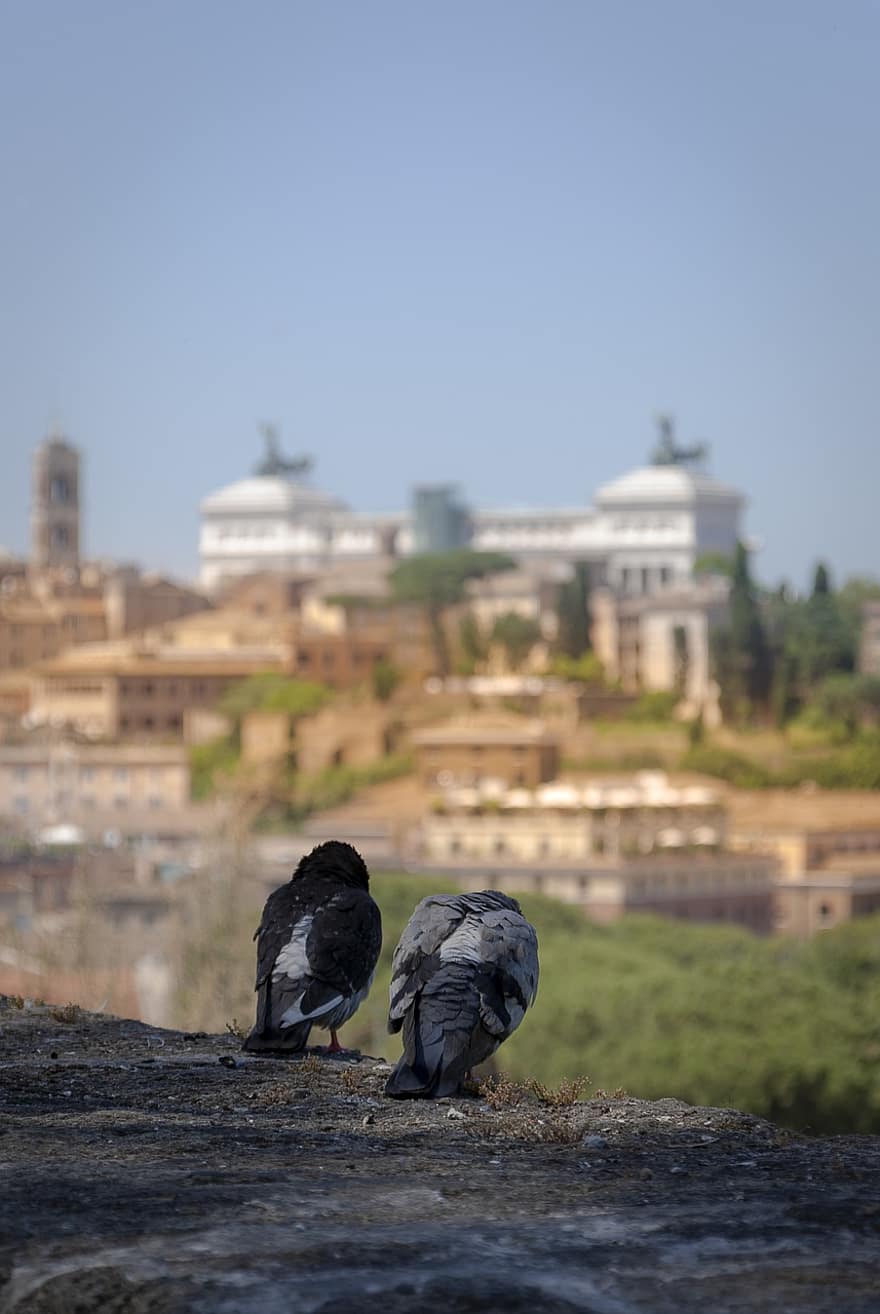 Birds, Pigeons, Couple, Construction, Monument, Building, Rome, Italy, Architecture, City, Historian