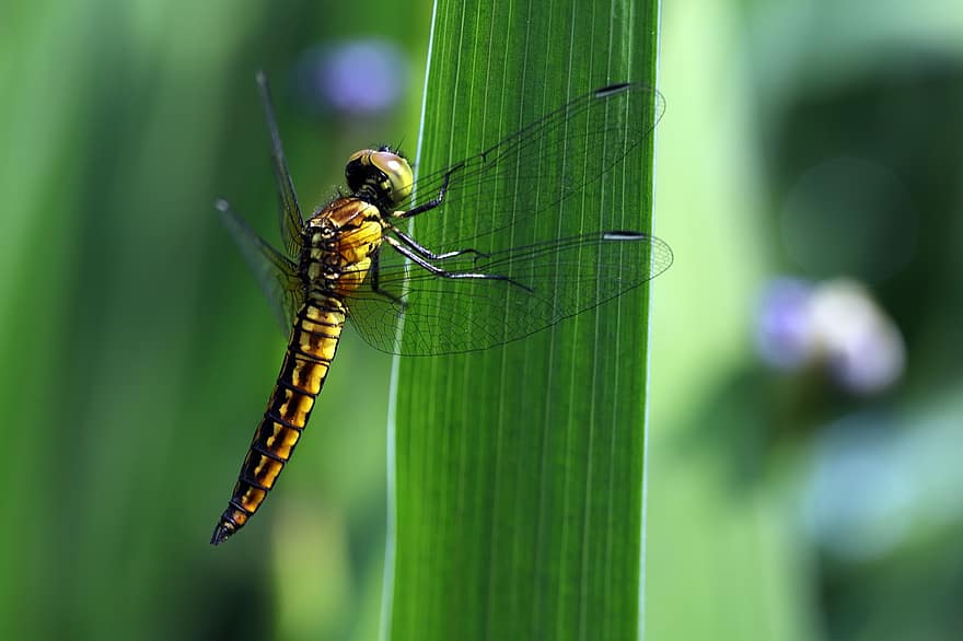 λιβελούλα, παρασκήνια, έντομο, φτερά dragonfly, φτερωτό έντομο, odonata, anisoptera, εντομολογία, πανίδα, ζωικού κόσμου, φύση