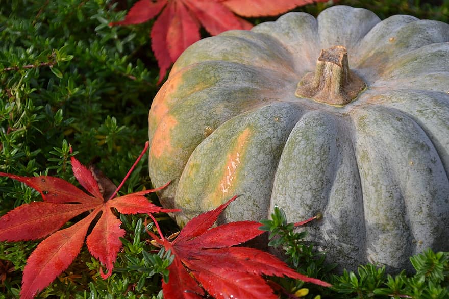 かぼちゃ、押しつぶす、ひょうたん、野菜、楓葉、紅葉、赤い葉、落ち葉、秋、フード、感謝祭
