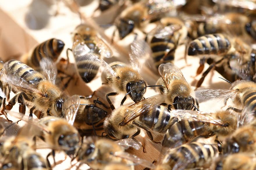 lebah, serangga, lebah madu, madu, pemelihara lebah, pembiakan lebah, alam