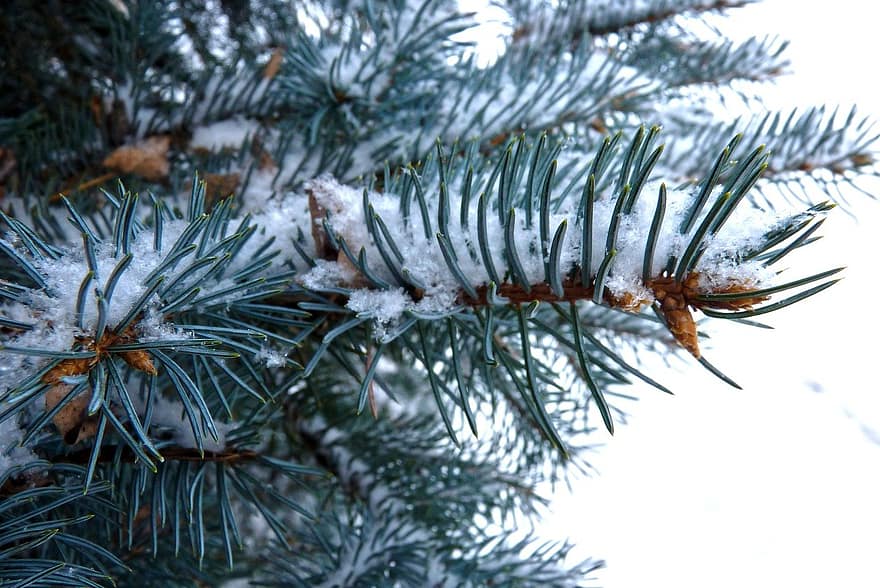 nyt år, vinter, jul, natur, sne, snefnug, fyrretræ, afdeling, dekoration, træ, Skov