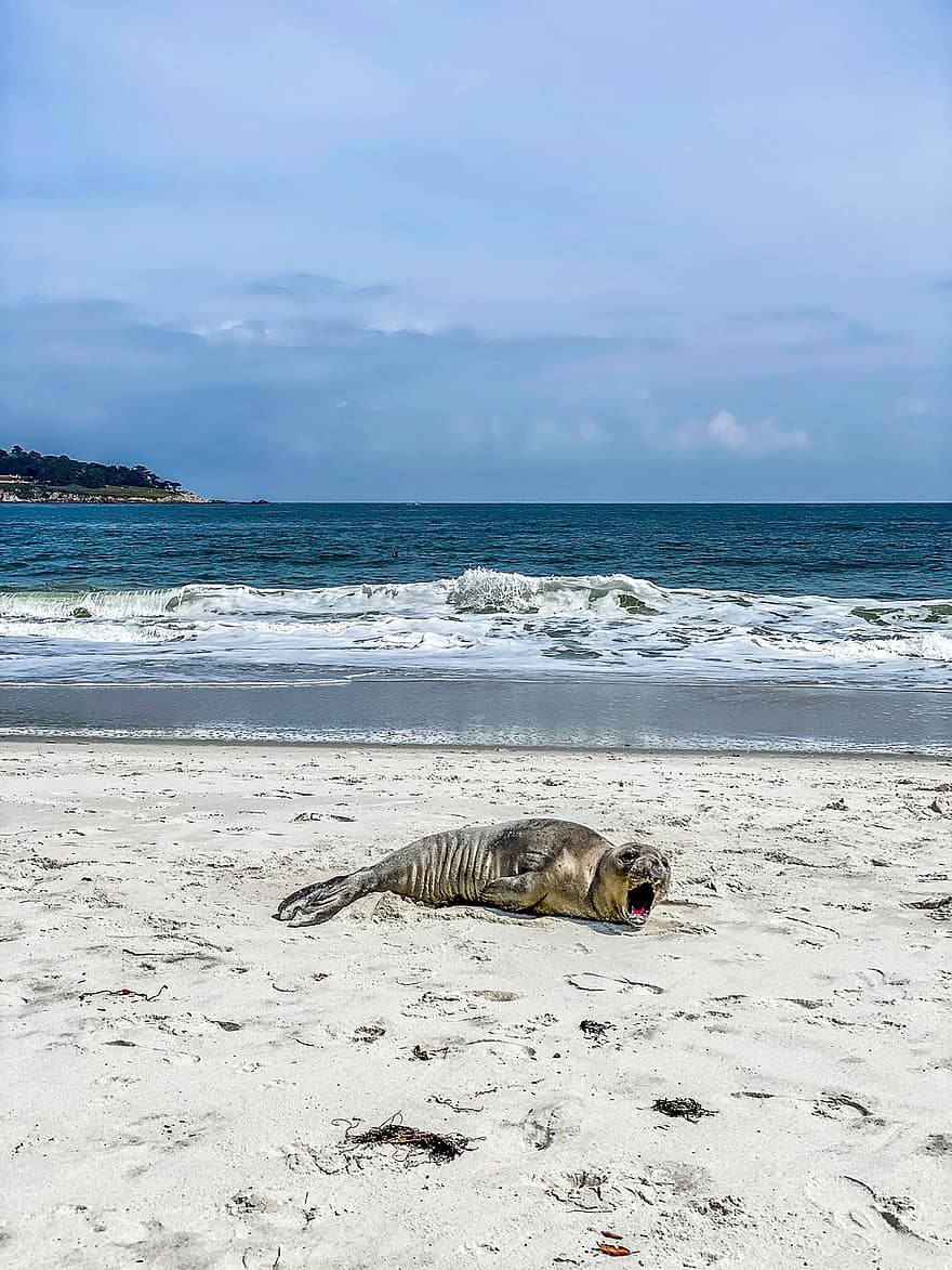 Seal, Beach, Sand, Ocean, Wave, Wildlife, Aquatic, Creature