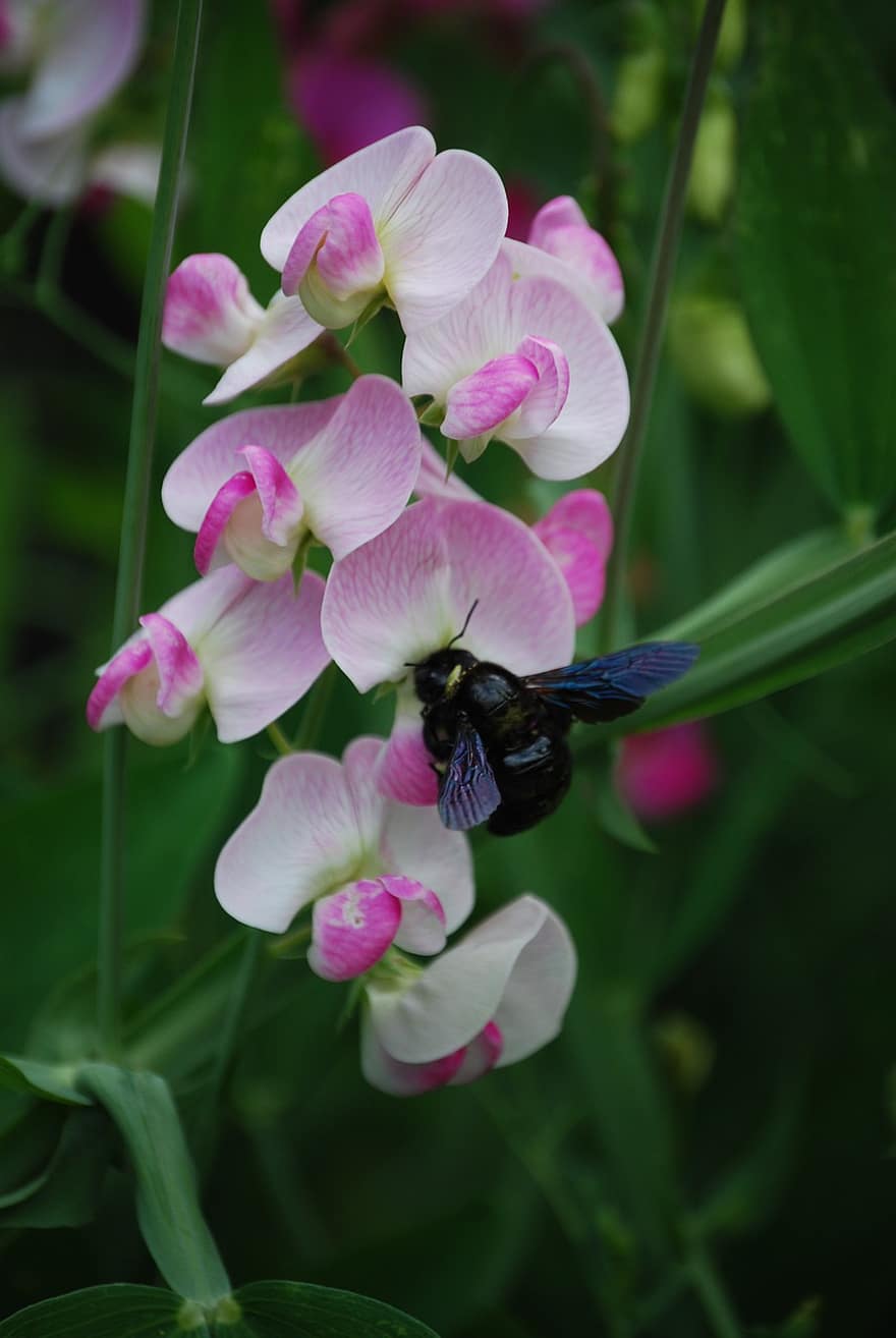 синій дерев'яний бджола, квіти, пелюстки, пилок, запилення, вики, комаха, цвітіння