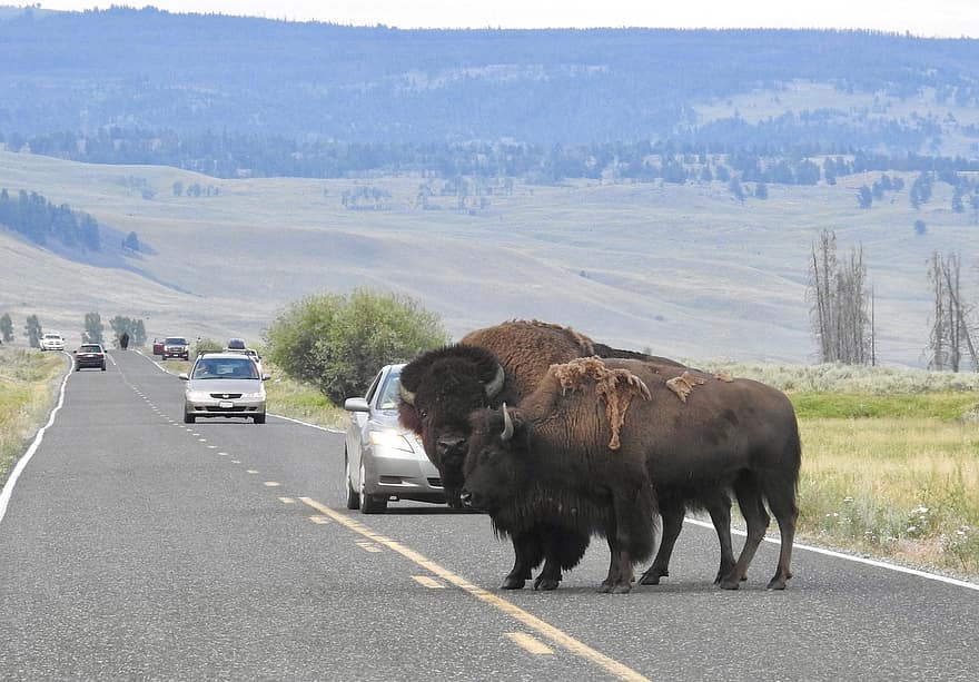 Bison, Yellowstone Nationalpark, Natur, Tierwelt, Büffel, Tier, wild, Wildnis, Wyoming, Vereinigte Staaten von Amerika, draußen