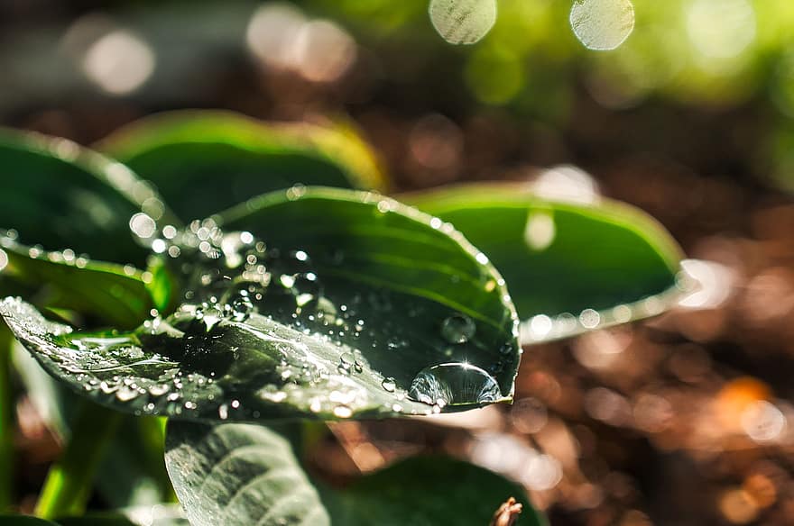 잎, 비, 액, 물방울, 녹색, 물, 비가 오는 날씨, 날씨, 여름, 시즌, 표면 장력