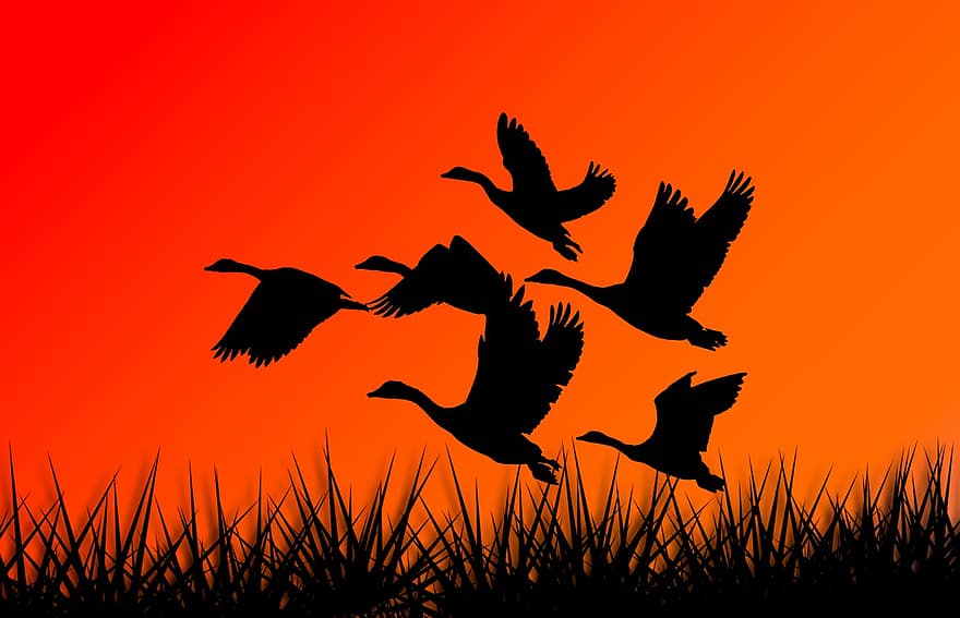 гъски, птици, силует, образуване, полет, стадо, крила, животни, дивата природа, природа, сезон