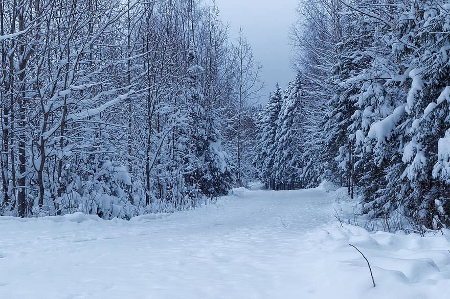 Winter, Forest, Trees, Woods, Woodlands, Forest Path, Trail, Path, Conifers, Coniferous, Conifer Forest