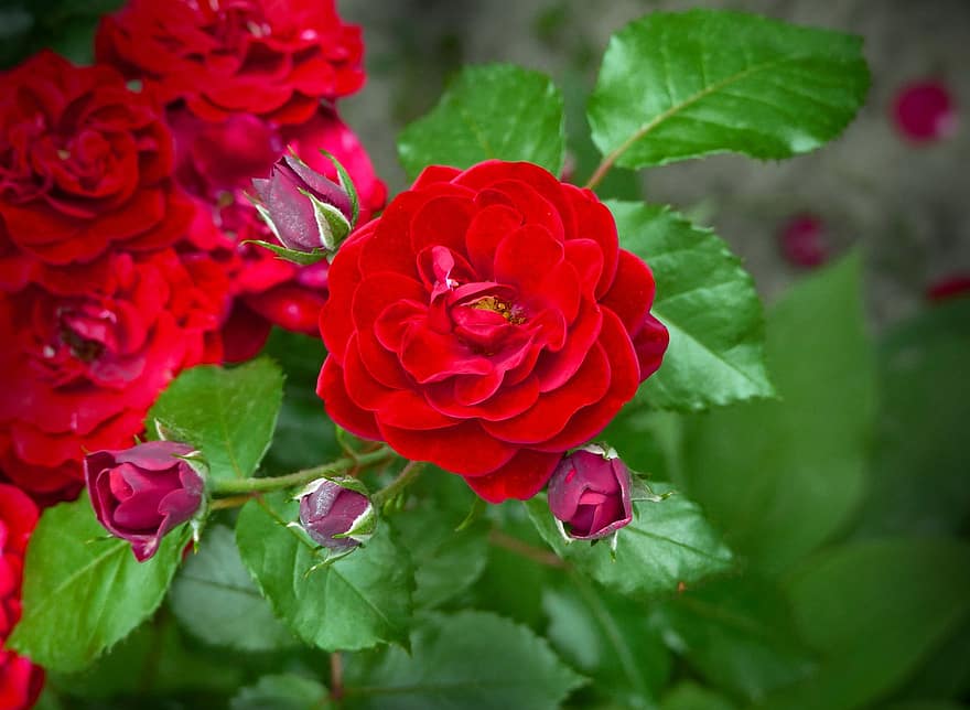роза, храст, цвете, градина, рози, разцвет, растение, красота, лято, червен, аромат